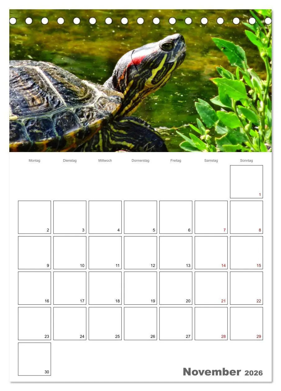 Bild: 9783516422108 | Langsame Schildkröten (Tischkalender 2026 DIN A5 hoch), CALVENDO...