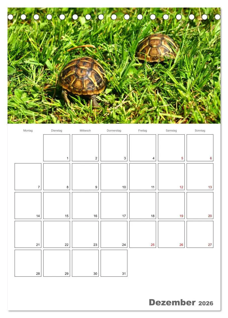 Bild: 9783516422108 | Langsame Schildkröten (Tischkalender 2026 DIN A5 hoch), CALVENDO...