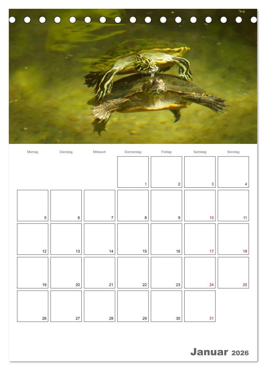 Bild: 9783516422108 | Langsame Schildkröten (Tischkalender 2026 DIN A5 hoch), CALVENDO...