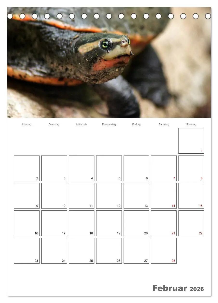 Bild: 9783516422108 | Langsame Schildkröten (Tischkalender 2026 DIN A5 hoch), CALVENDO...