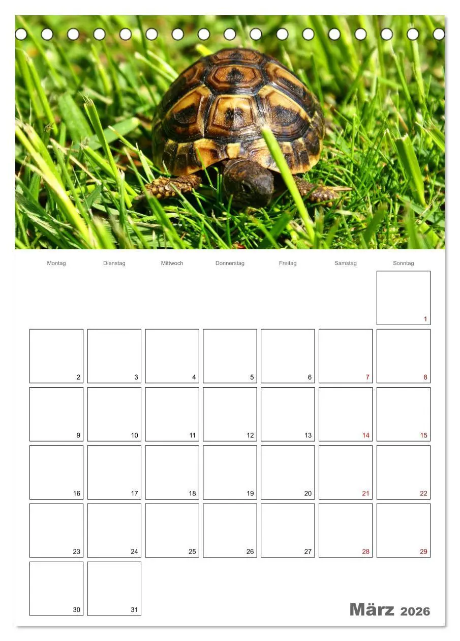 Bild: 9783516422108 | Langsame Schildkröten (Tischkalender 2026 DIN A5 hoch), CALVENDO...