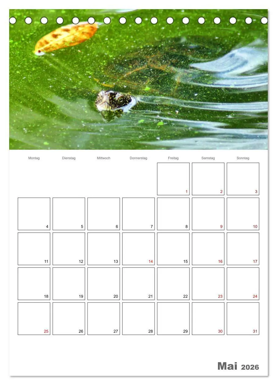 Bild: 9783516422108 | Langsame Schildkröten (Tischkalender 2026 DIN A5 hoch), CALVENDO...
