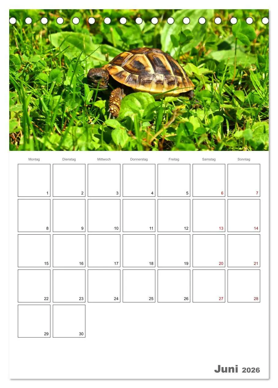 Bild: 9783516422108 | Langsame Schildkröten (Tischkalender 2026 DIN A5 hoch), CALVENDO...