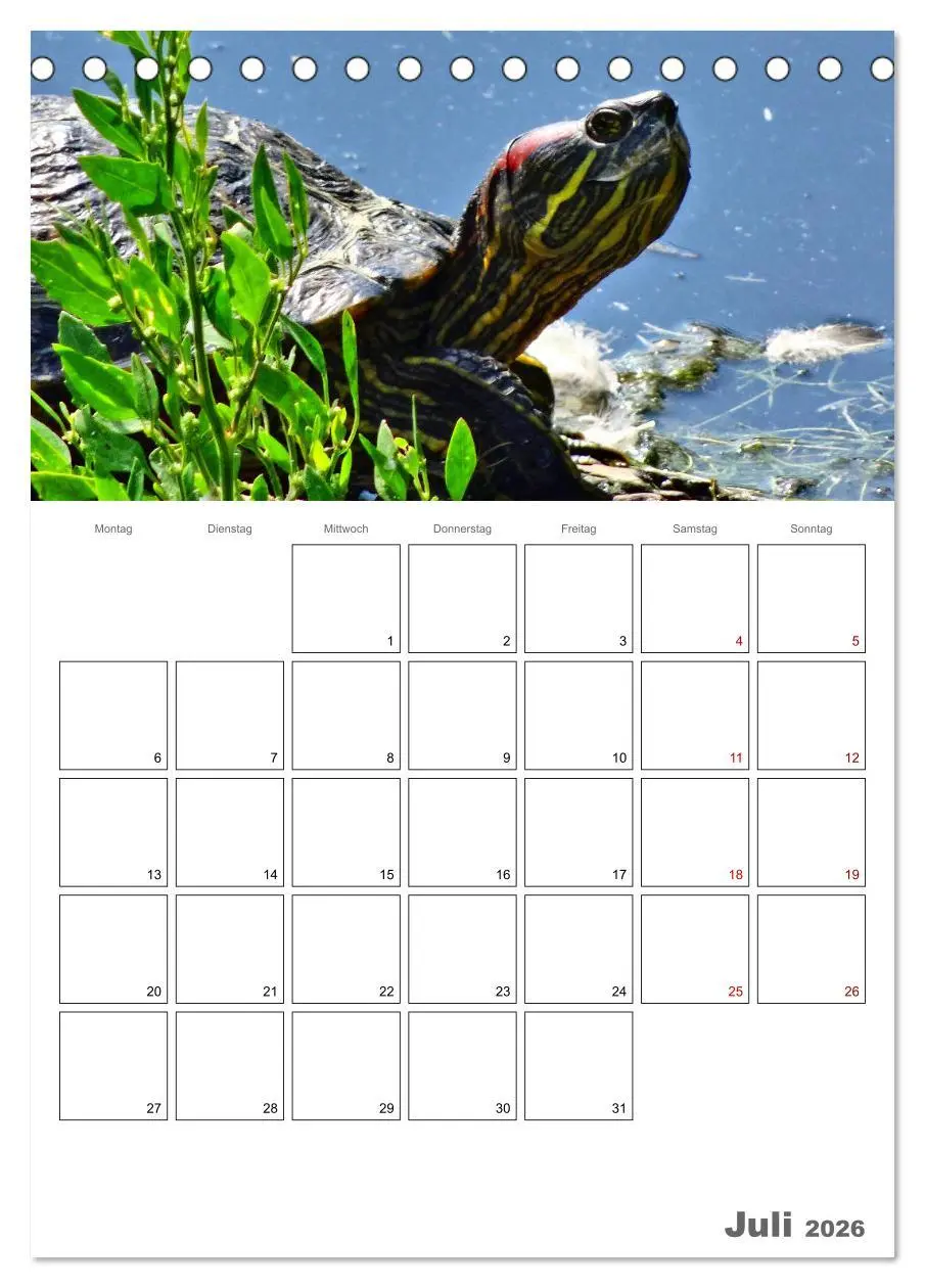 Bild: 9783516422108 | Langsame Schildkröten (Tischkalender 2026 DIN A5 hoch), CALVENDO...