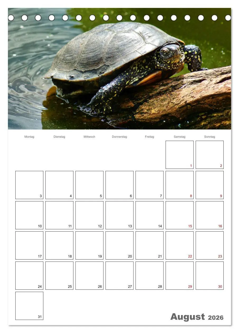 Bild: 9783516422108 | Langsame Schildkröten (Tischkalender 2026 DIN A5 hoch), CALVENDO...