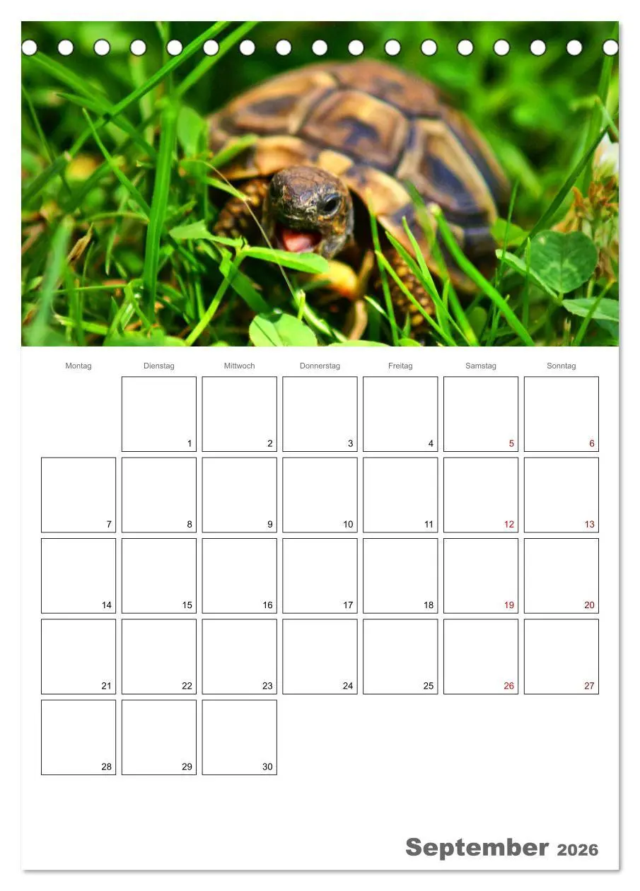 Bild: 9783516422108 | Langsame Schildkröten (Tischkalender 2026 DIN A5 hoch), CALVENDO...