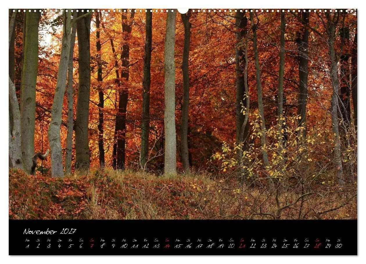 Bild: 9783594192108 | Wald (hochwertiger Premium Wandkalender 2027 DIN A2 quer),...