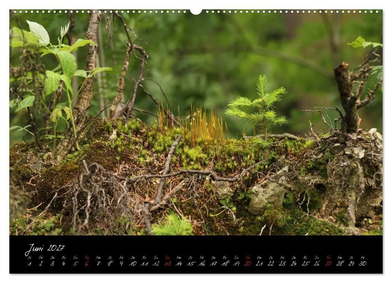 Bild: 9783594192108 | Wald (hochwertiger Premium Wandkalender 2027 DIN A2 quer),...
