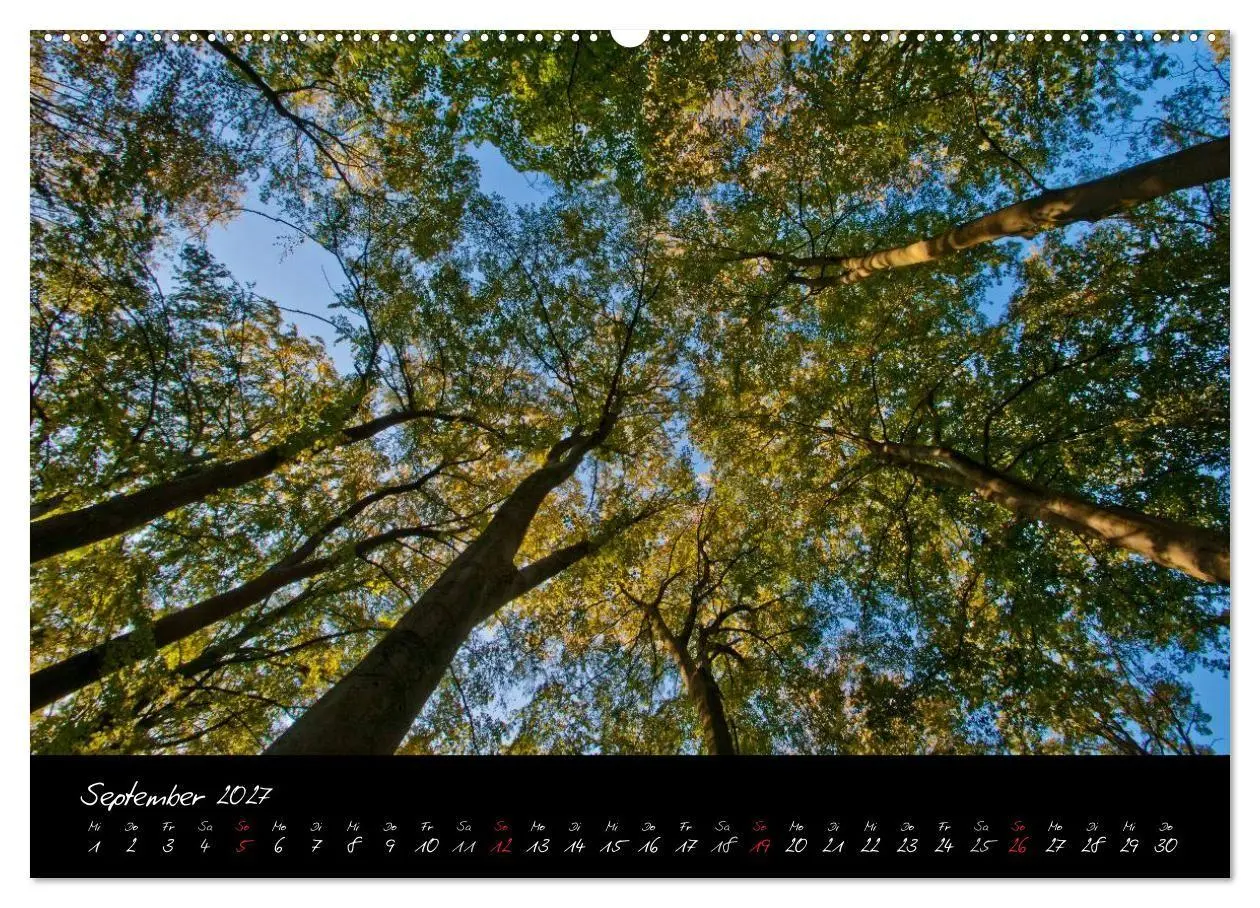 Bild: 9783594192108 | Wald (hochwertiger Premium Wandkalender 2027 DIN A2 quer),...