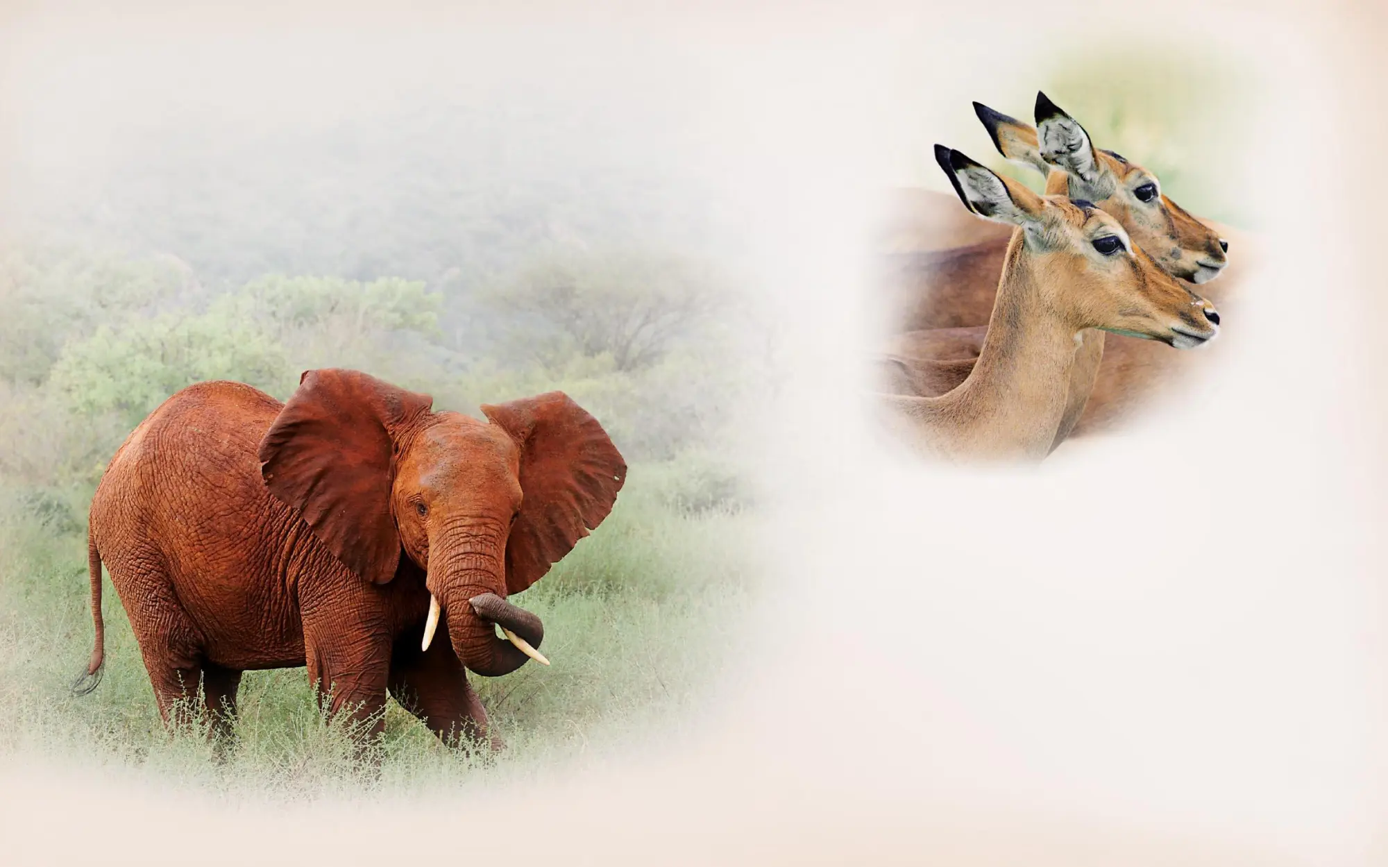 Bild: 9783945572108 | AFRICA | THE WILD BEAUTY OF EAST-AFRICA | Peter Kisczio | Buch | 2025