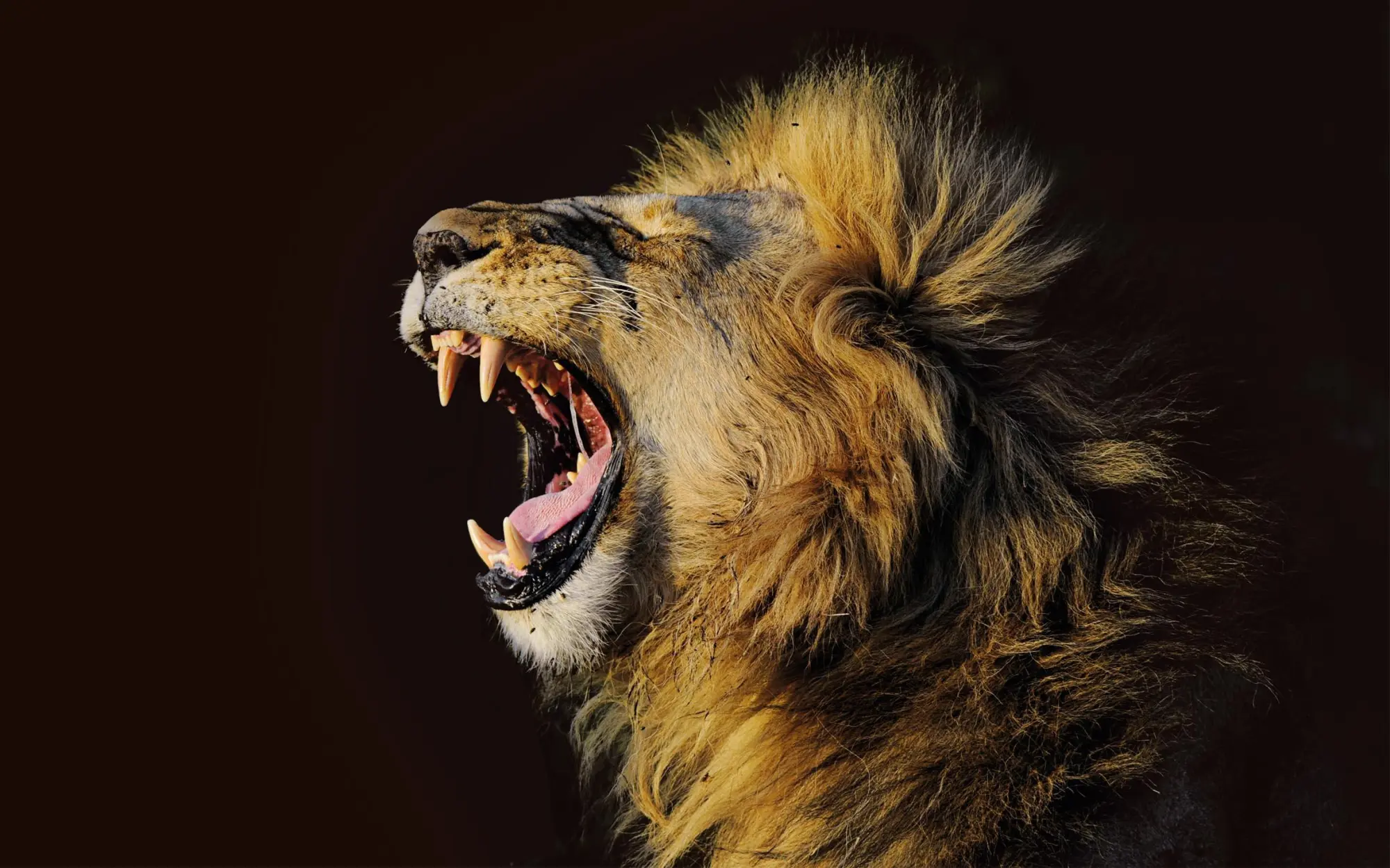 Bild: 9783945572108 | AFRICA | THE WILD BEAUTY OF EAST-AFRICA | Peter Kisczio | Buch | 2025