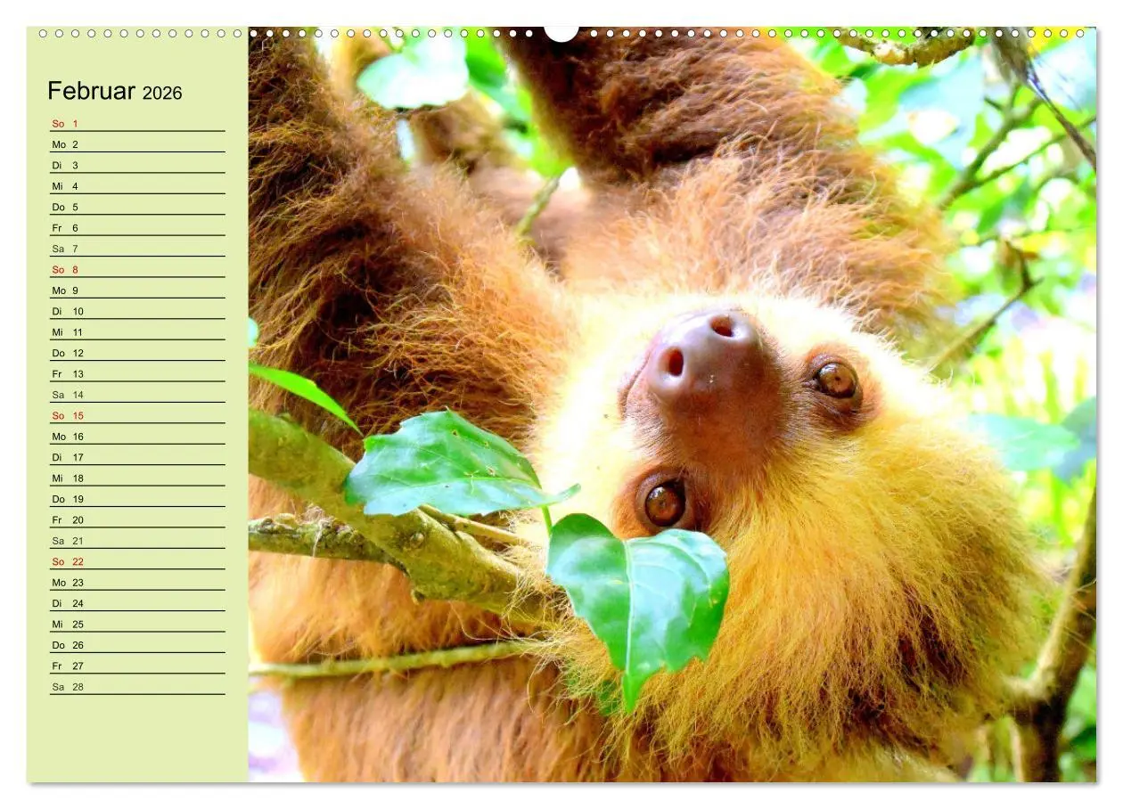 Bild: 9783457632208 | Der Faultier-Planer für mehr Ruhe und Gemütlichkeit! (Wandkalender...