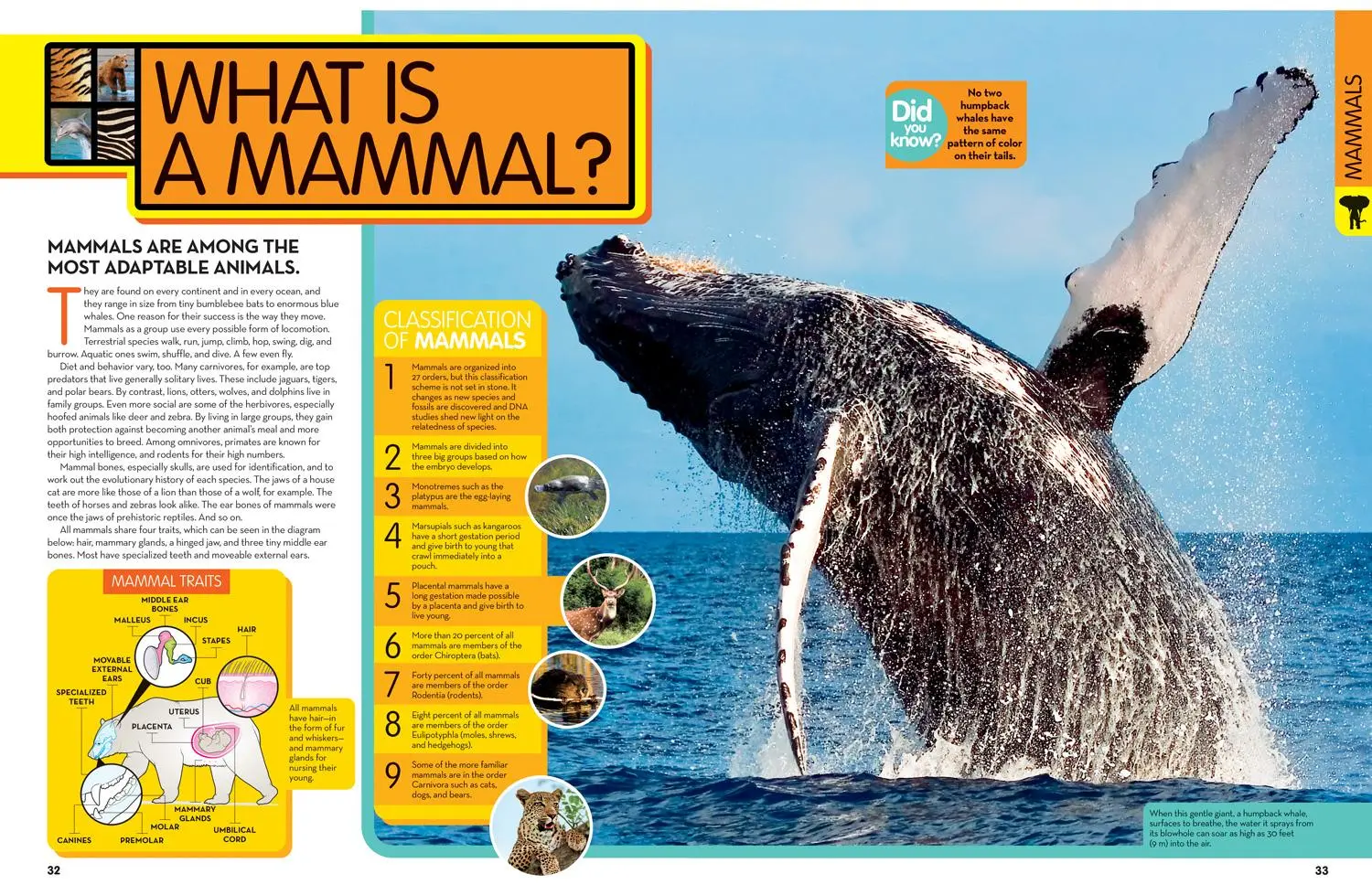 Bild: 9781426372308 | National Geographic Kids Animal Encyclopedia, 2nd Edition | Geographic