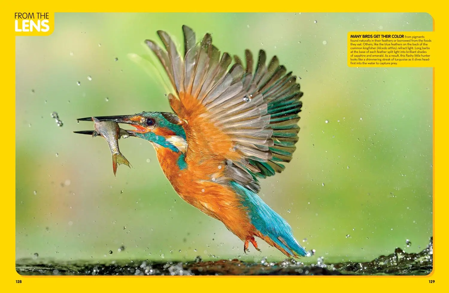 Bild: 9781426372308 | National Geographic Kids Animal Encyclopedia, 2nd Edition | Geographic