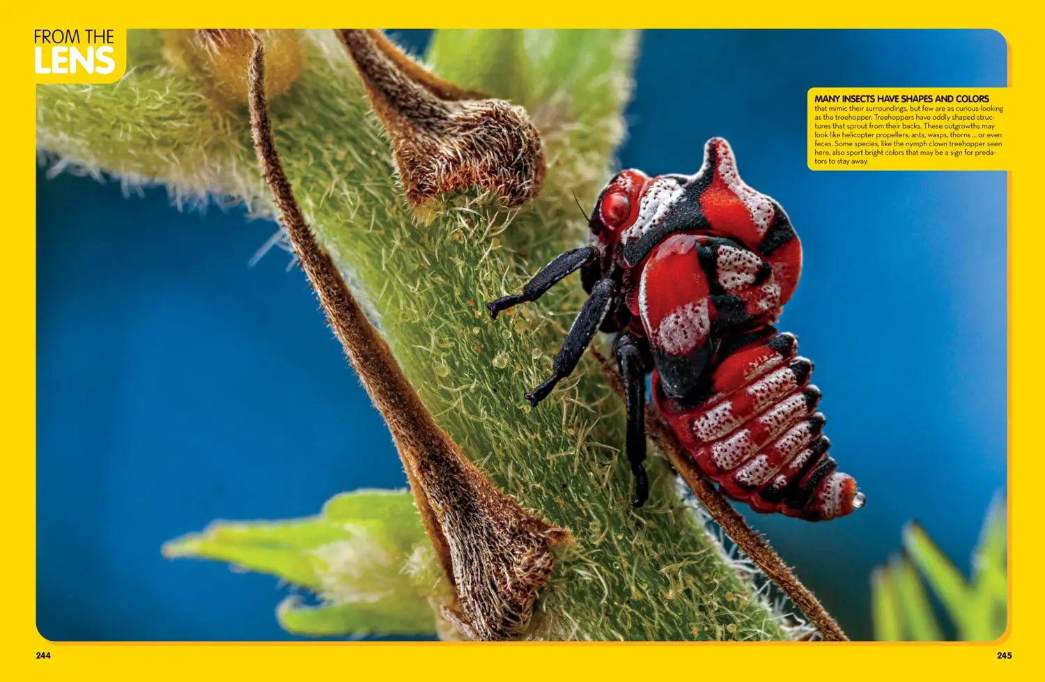 Bild: 9781426372308 | National Geographic Kids Animal Encyclopedia, 2nd Edition | Geographic