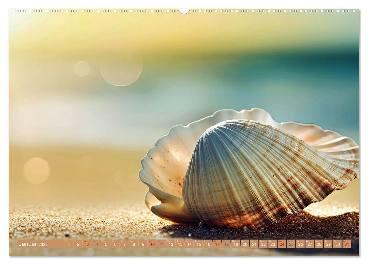 Bild: 9783457392508 | Faszination Muscheln (Wandkalender 2026 DIN A2 quer), CALVENDO...