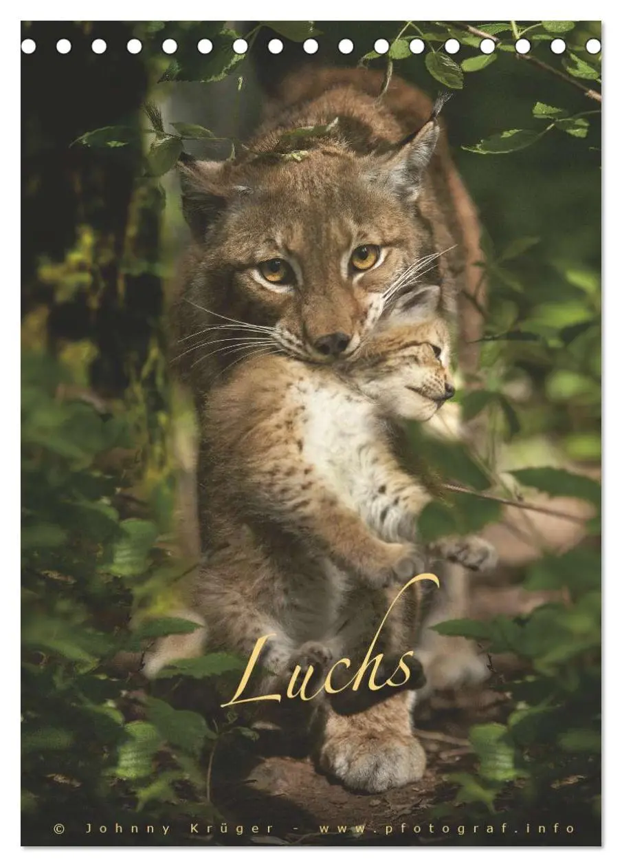 Cover: 9783516482508 | Luchs (Tischkalender 2026 DIN A5 hoch), CALVENDO Monatskalender | 2026