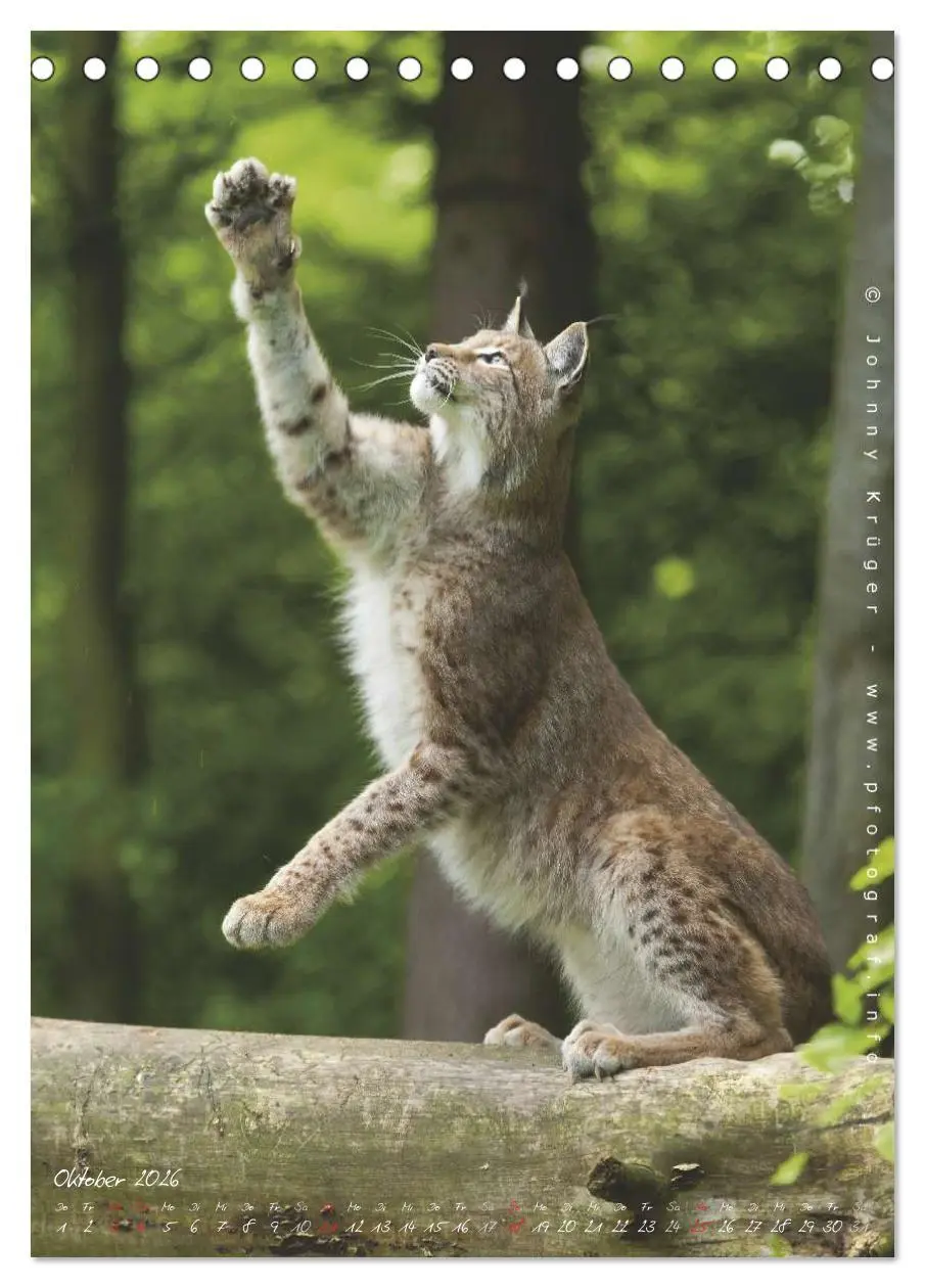 Bild: 9783516482508 | Luchs (Tischkalender 2026 DIN A5 hoch), CALVENDO Monatskalender | 2026
