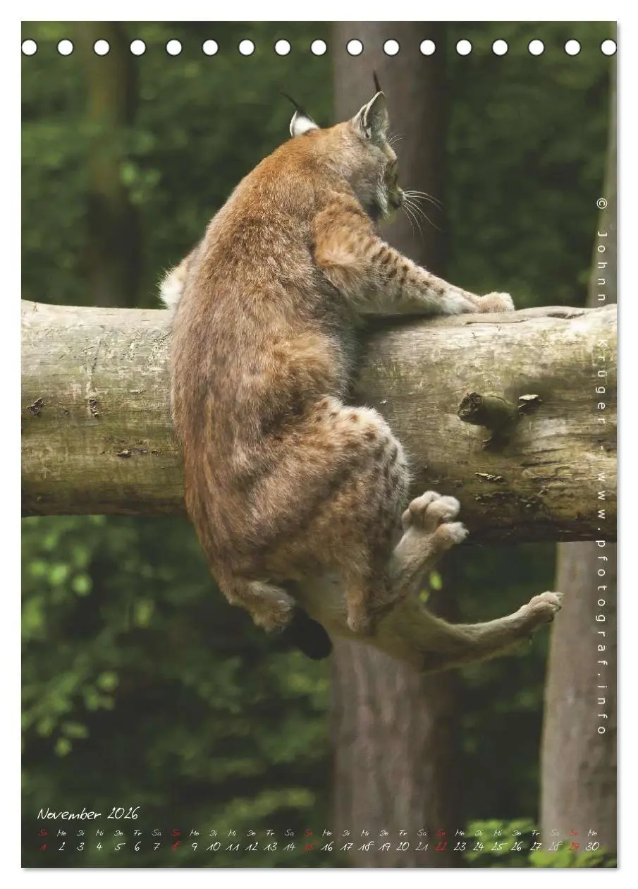 Bild: 9783516482508 | Luchs (Tischkalender 2026 DIN A5 hoch), CALVENDO Monatskalender | 2026