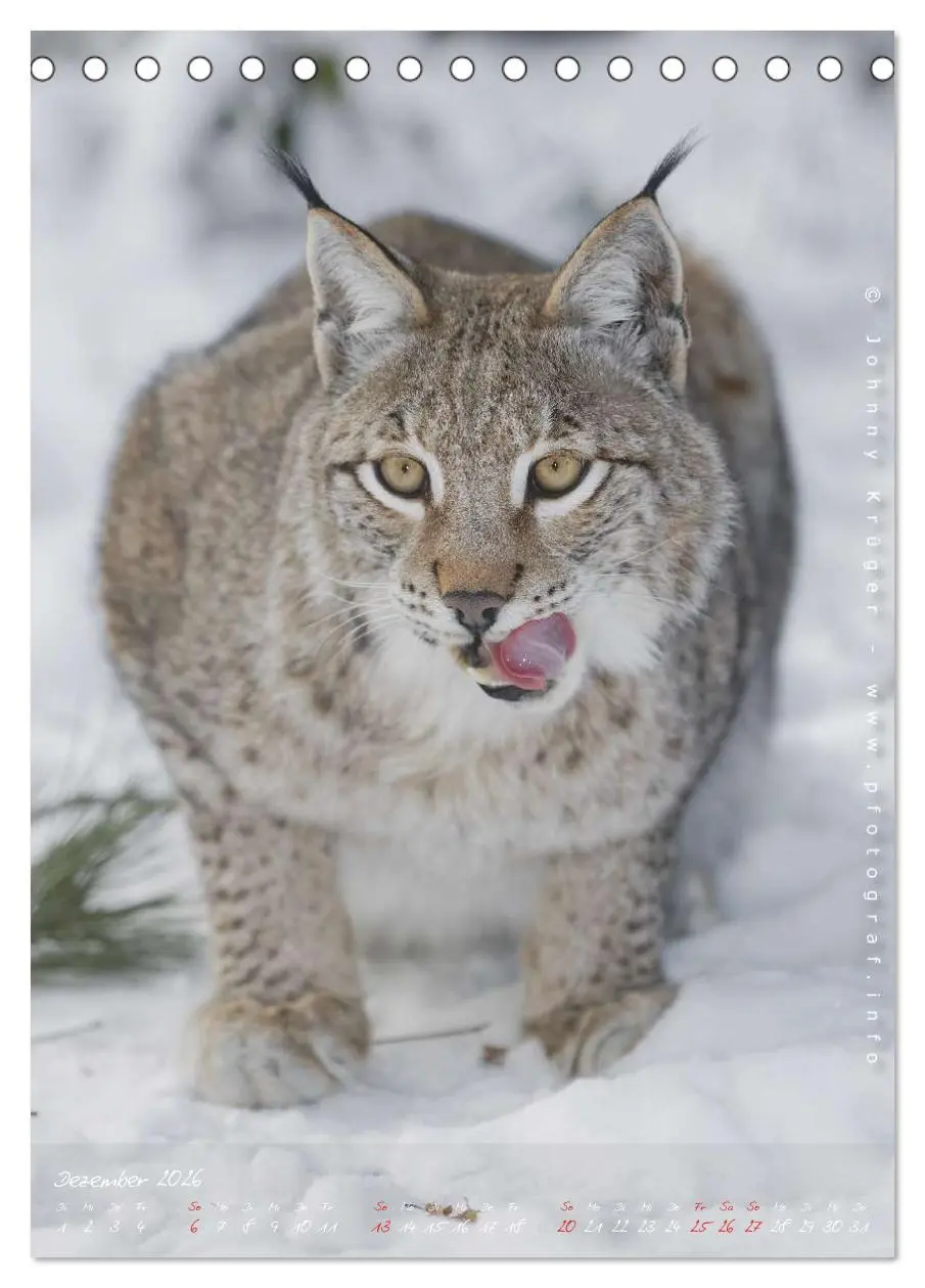Bild: 9783516482508 | Luchs (Tischkalender 2026 DIN A5 hoch), CALVENDO Monatskalender | 2026