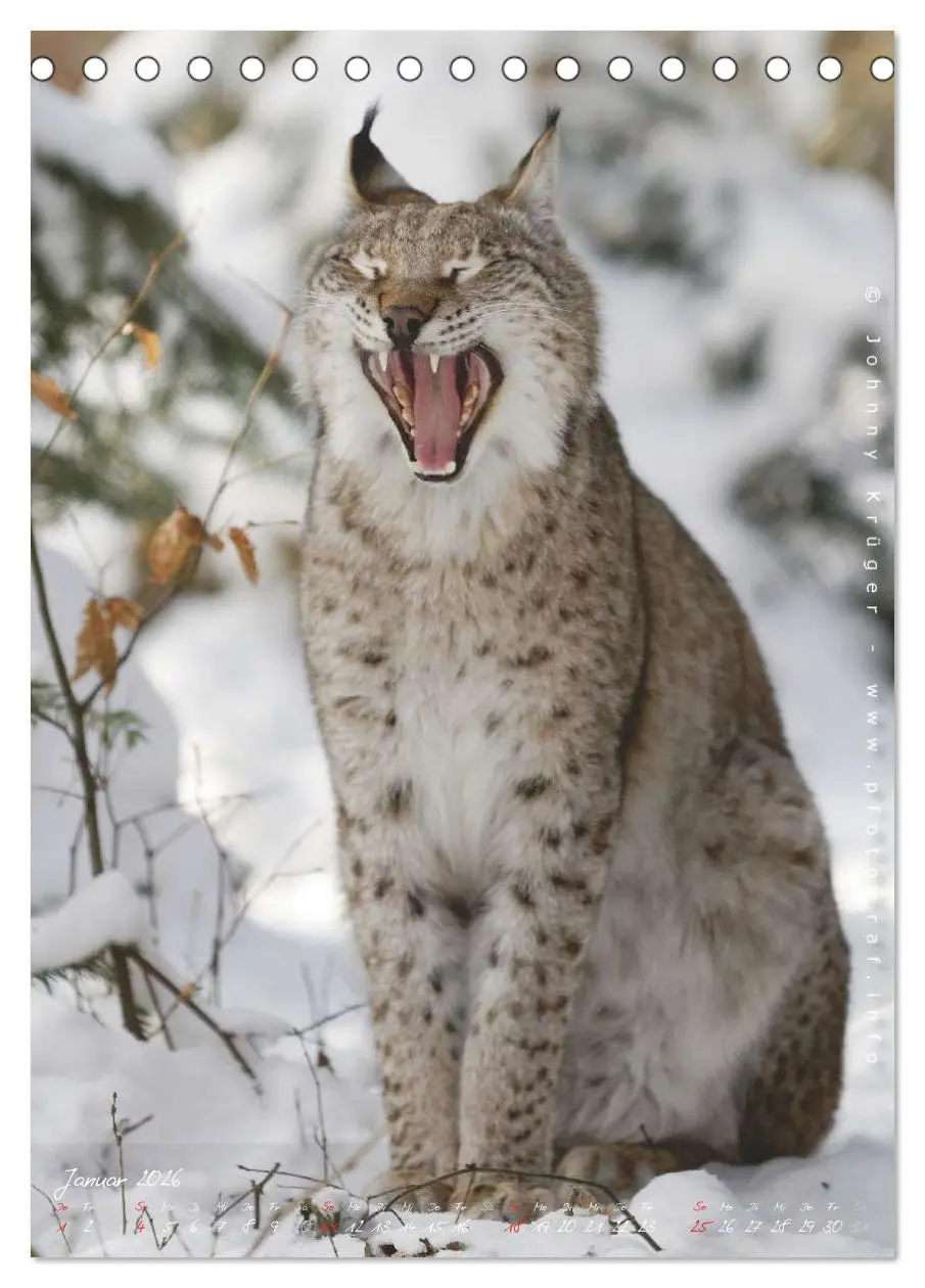 Bild: 9783516482508 | Luchs (Tischkalender 2026 DIN A5 hoch), CALVENDO Monatskalender | 2026