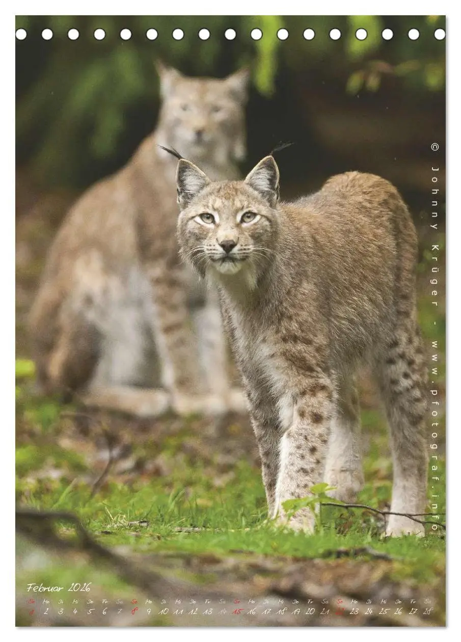 Bild: 9783516482508 | Luchs (Tischkalender 2026 DIN A5 hoch), CALVENDO Monatskalender | 2026
