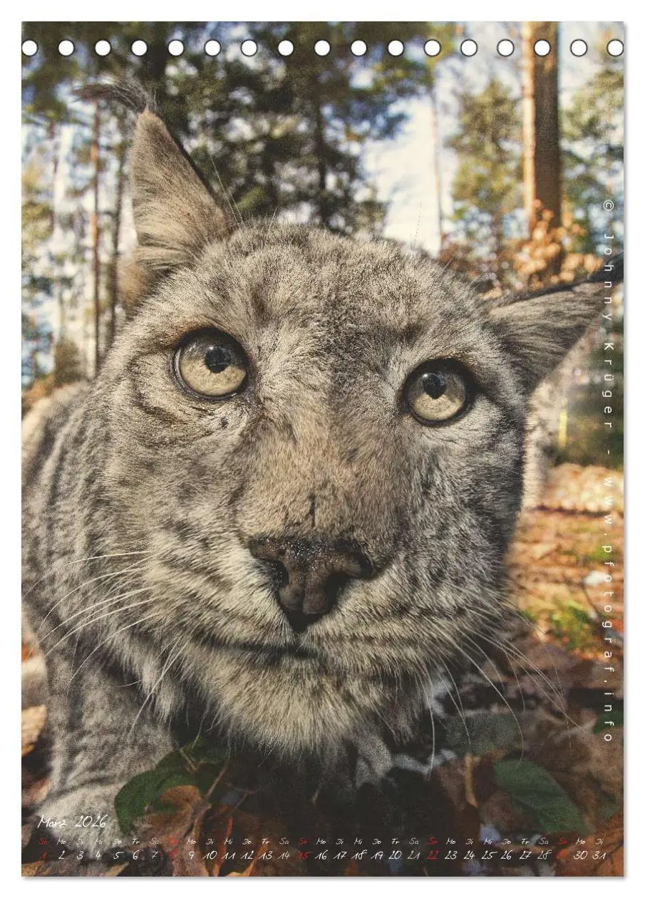 Bild: 9783516482508 | Luchs (Tischkalender 2026 DIN A5 hoch), CALVENDO Monatskalender | 2026