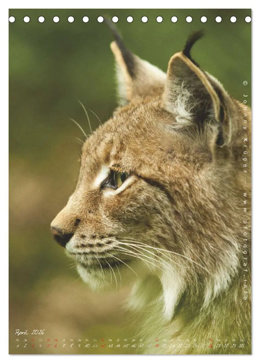 Bild: 9783516482508 | Luchs (Tischkalender 2026 DIN A5 hoch), CALVENDO Monatskalender | 2026