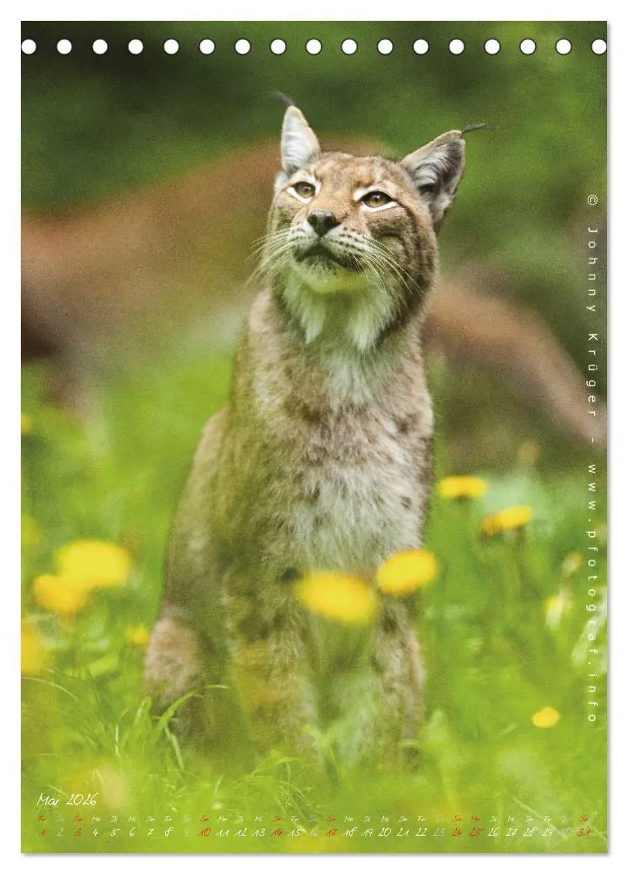 Bild: 9783516482508 | Luchs (Tischkalender 2026 DIN A5 hoch), CALVENDO Monatskalender | 2026