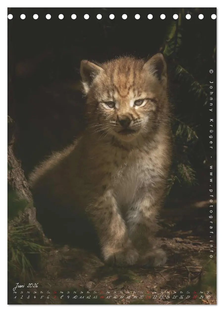 Bild: 9783516482508 | Luchs (Tischkalender 2026 DIN A5 hoch), CALVENDO Monatskalender | 2026