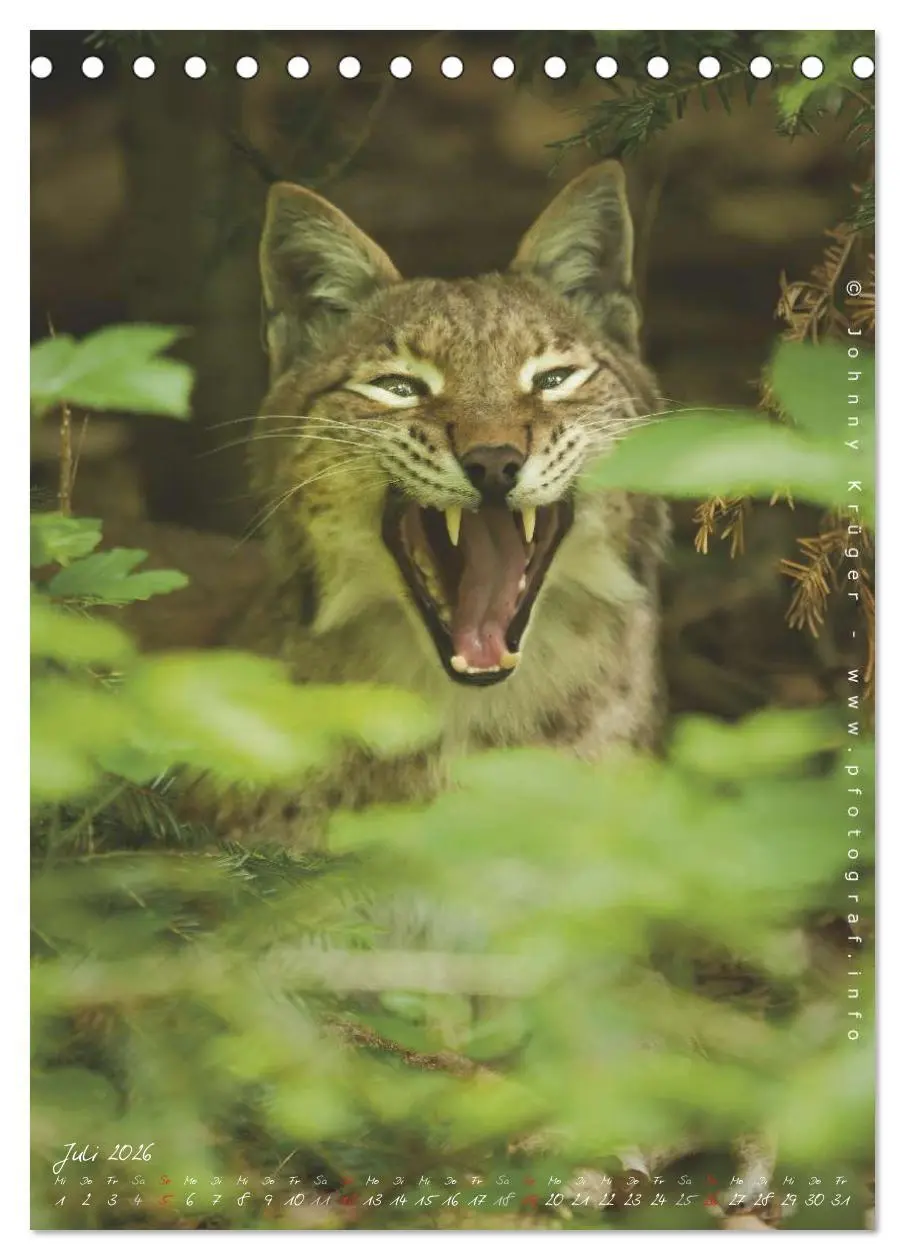 Bild: 9783516482508 | Luchs (Tischkalender 2026 DIN A5 hoch), CALVENDO Monatskalender | 2026