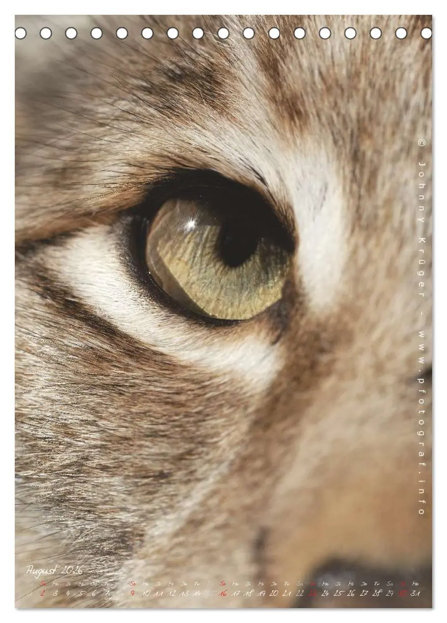 Bild: 9783516482508 | Luchs (Tischkalender 2026 DIN A5 hoch), CALVENDO Monatskalender | 2026