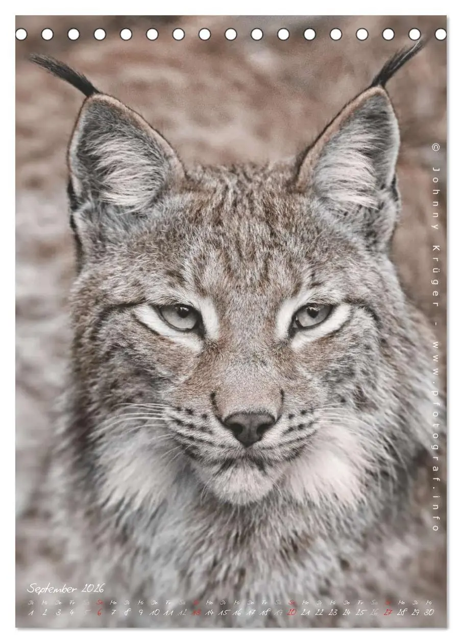 Bild: 9783516482508 | Luchs (Tischkalender 2026 DIN A5 hoch), CALVENDO Monatskalender | 2026