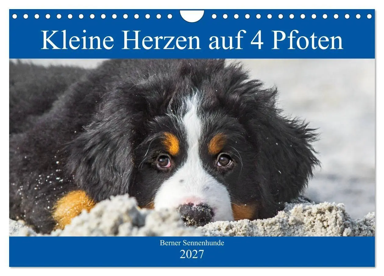 Cover: 9783569642508 | Kleine Herzen auf 4 Pfoten - Berner Sennenhunde (Wandkalender 2027...