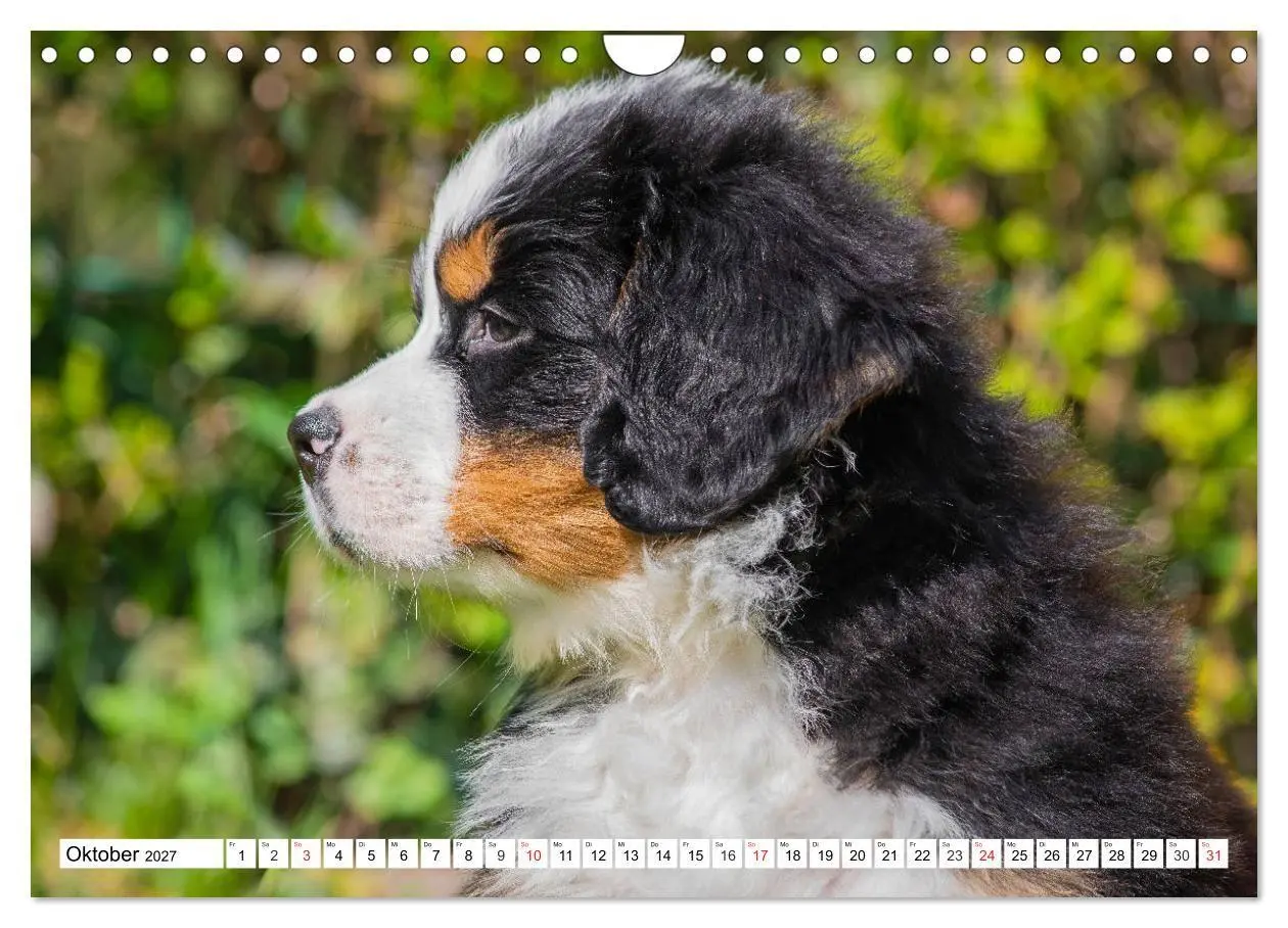 Bild: 9783569642508 | Kleine Herzen auf 4 Pfoten - Berner Sennenhunde (Wandkalender 2027...