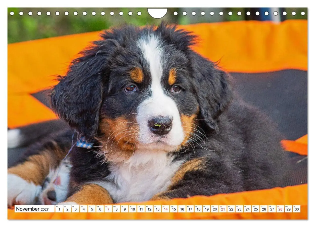 Bild: 9783569642508 | Kleine Herzen auf 4 Pfoten - Berner Sennenhunde (Wandkalender 2027...