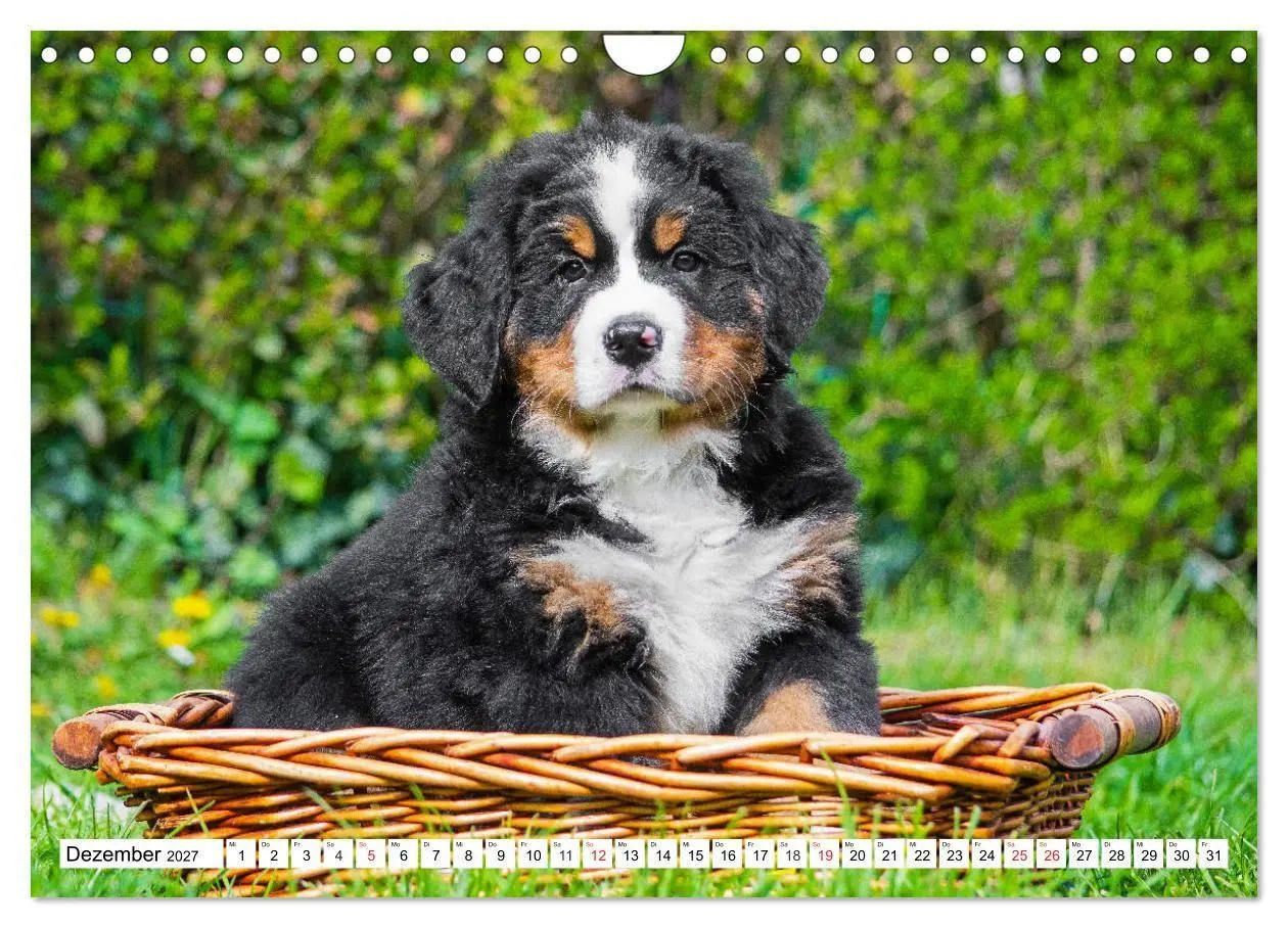 Bild: 9783569642508 | Kleine Herzen auf 4 Pfoten - Berner Sennenhunde (Wandkalender 2027...