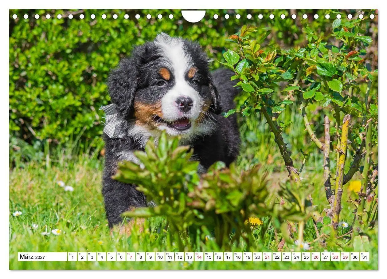 Bild: 9783569642508 | Kleine Herzen auf 4 Pfoten - Berner Sennenhunde (Wandkalender 2027...