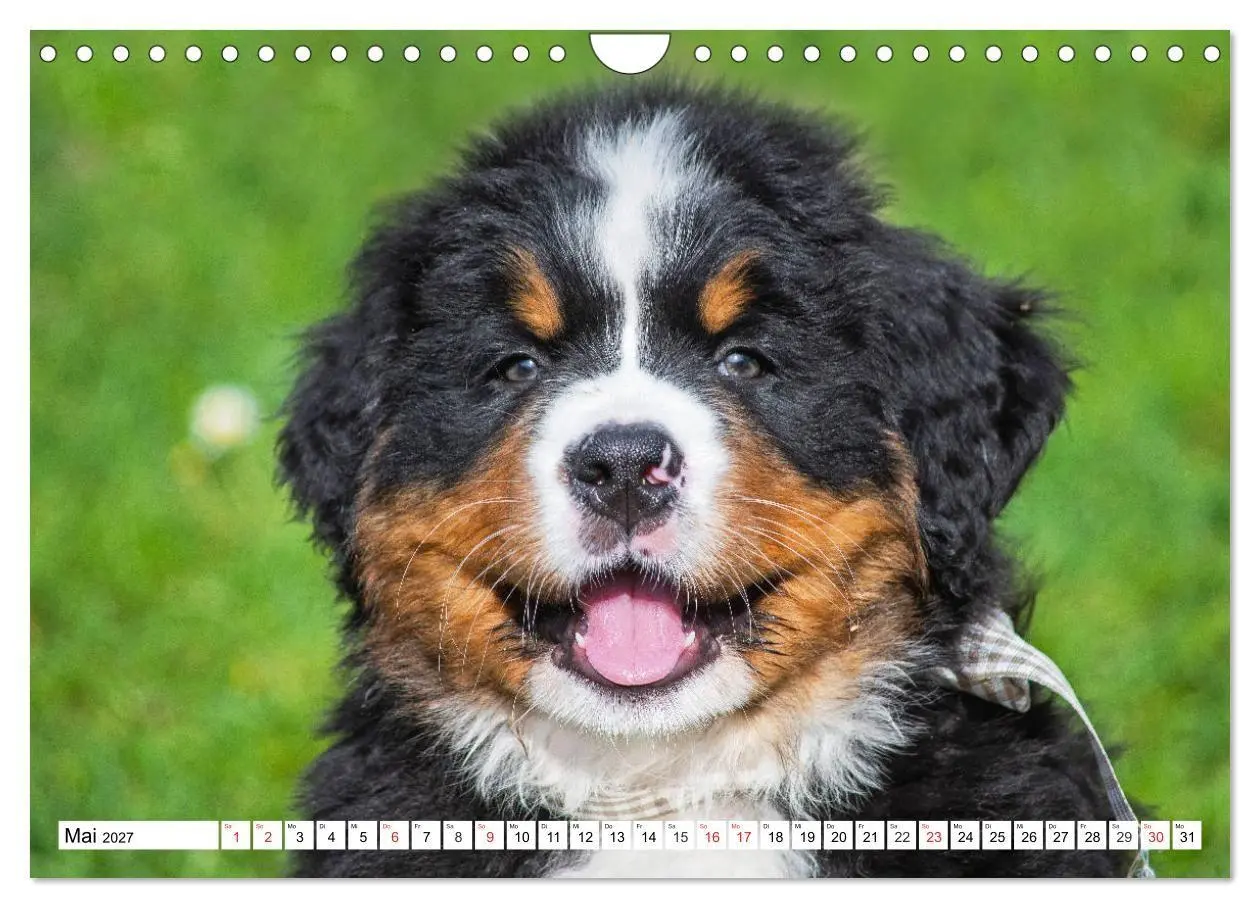 Bild: 9783569642508 | Kleine Herzen auf 4 Pfoten - Berner Sennenhunde (Wandkalender 2027...