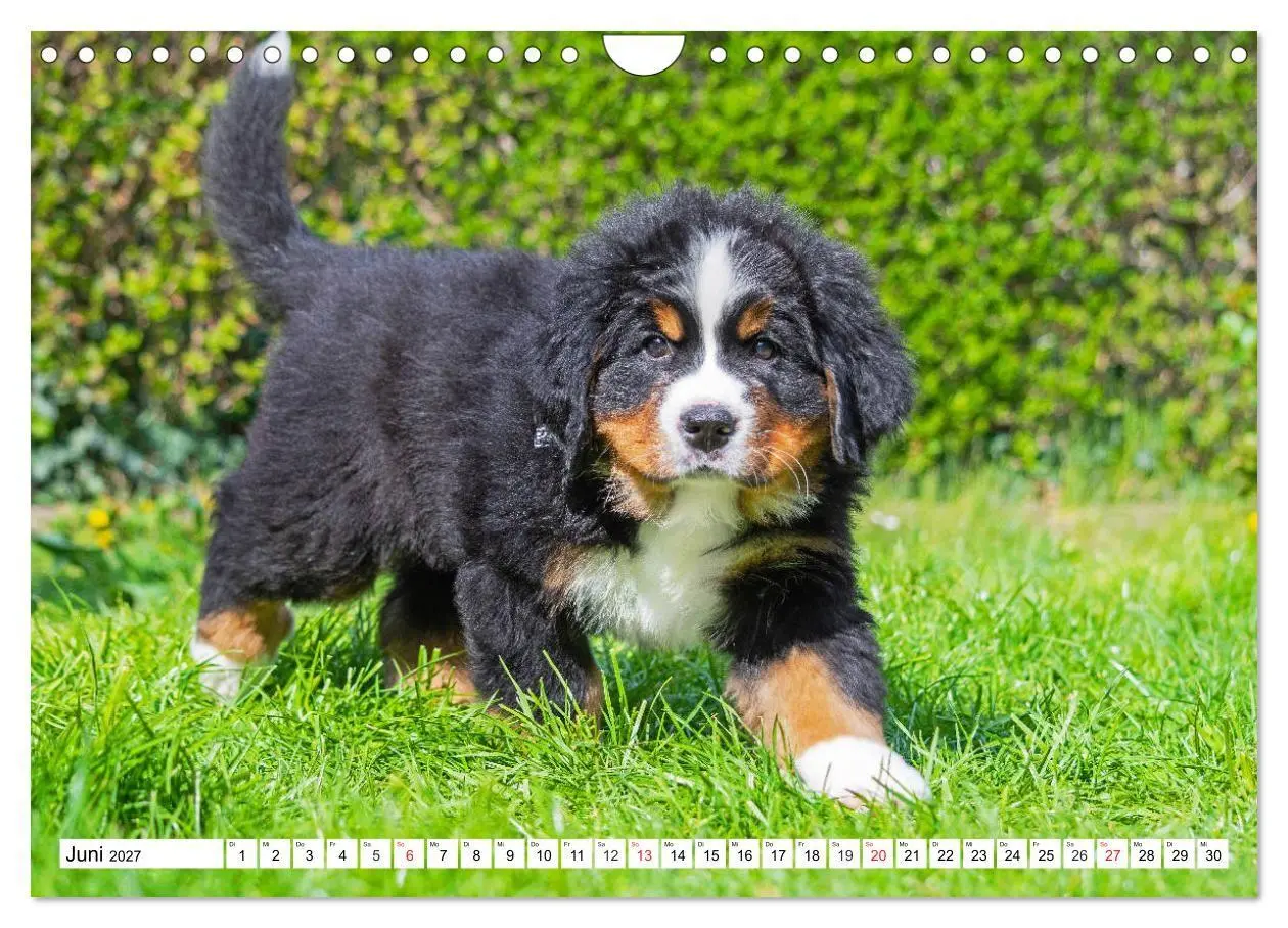 Bild: 9783569642508 | Kleine Herzen auf 4 Pfoten - Berner Sennenhunde (Wandkalender 2027...