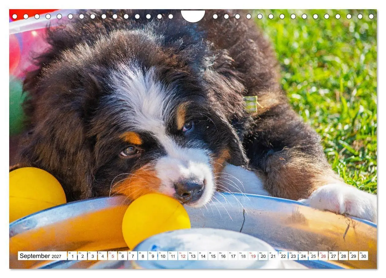 Bild: 9783569642508 | Kleine Herzen auf 4 Pfoten - Berner Sennenhunde (Wandkalender 2027...