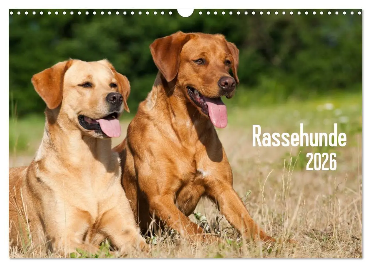Cover: 9783516162608 | Rassehunde (Wandkalender 2026 DIN A3 quer), CALVENDO Monatskalender