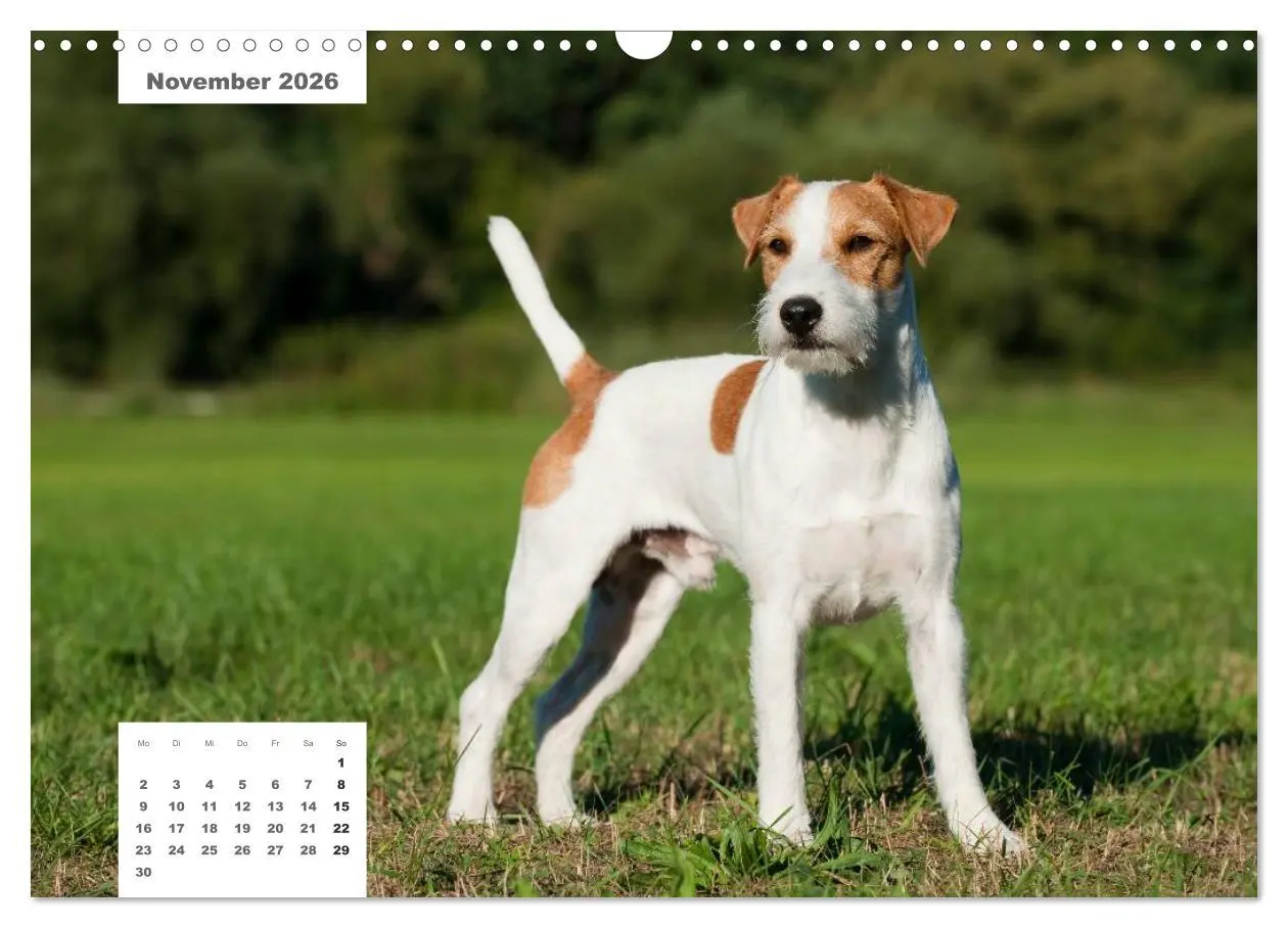 Bild: 9783516162608 | Rassehunde (Wandkalender 2026 DIN A3 quer), CALVENDO Monatskalender