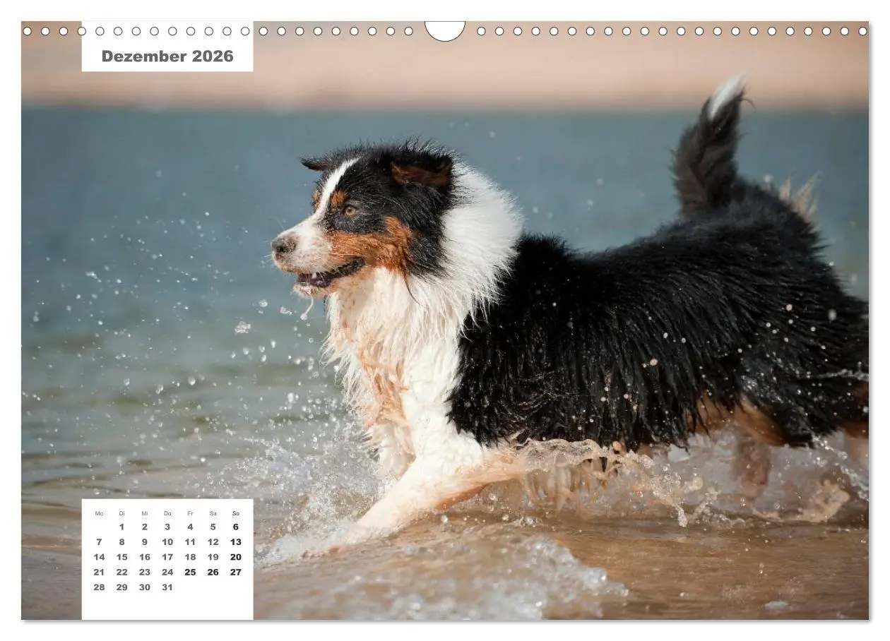 Bild: 9783516162608 | Rassehunde (Wandkalender 2026 DIN A3 quer), CALVENDO Monatskalender