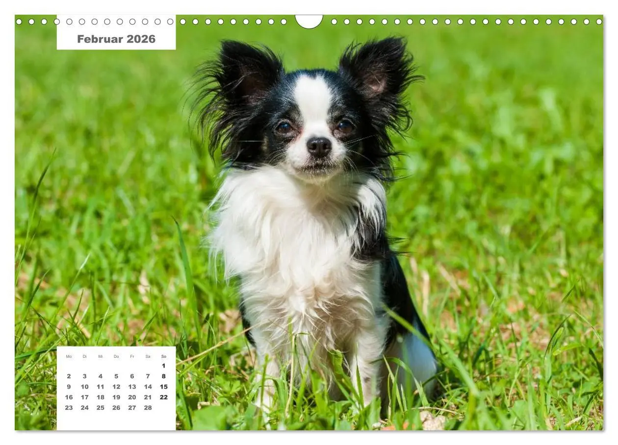 Bild: 9783516162608 | Rassehunde (Wandkalender 2026 DIN A3 quer), CALVENDO Monatskalender