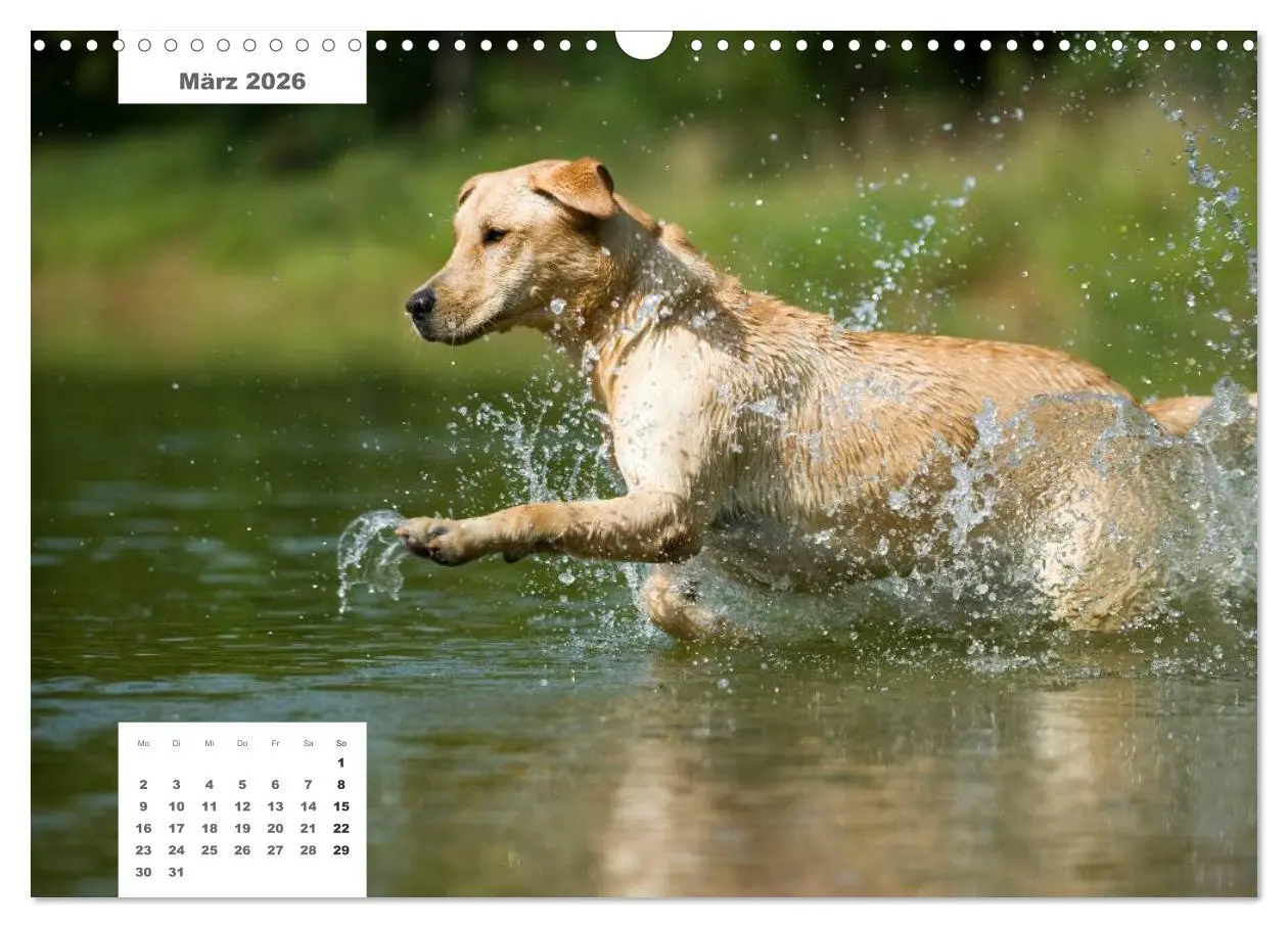 Bild: 9783516162608 | Rassehunde (Wandkalender 2026 DIN A3 quer), CALVENDO Monatskalender