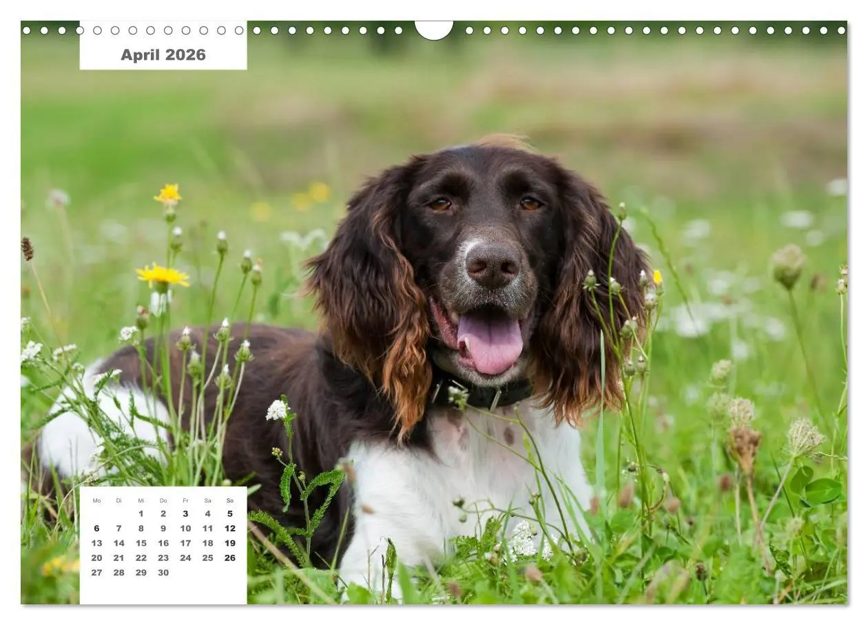 Bild: 9783516162608 | Rassehunde (Wandkalender 2026 DIN A3 quer), CALVENDO Monatskalender