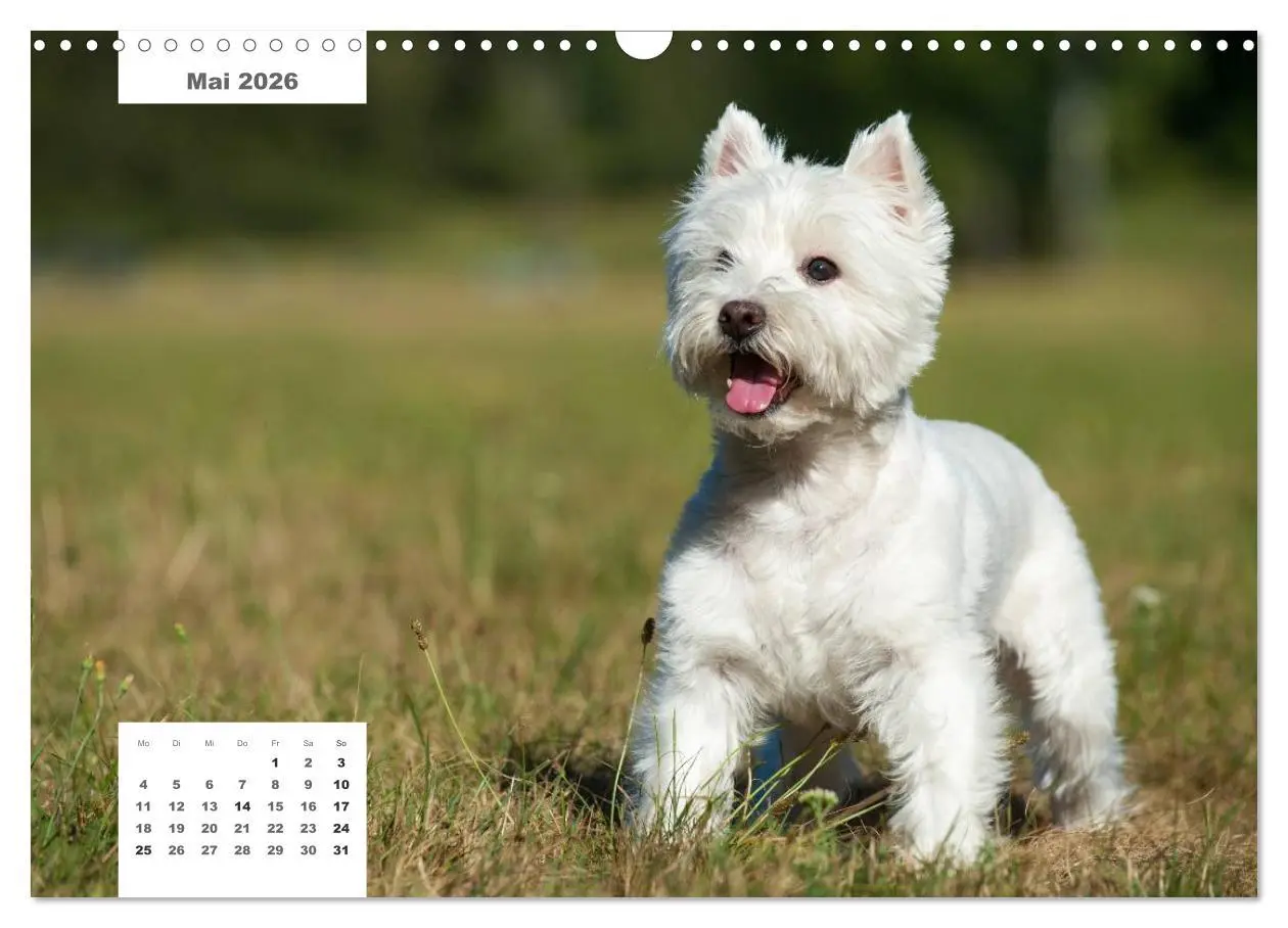 Bild: 9783516162608 | Rassehunde (Wandkalender 2026 DIN A3 quer), CALVENDO Monatskalender