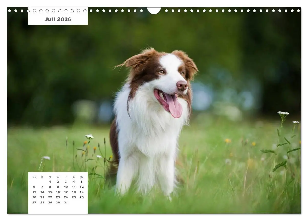 Bild: 9783516162608 | Rassehunde (Wandkalender 2026 DIN A3 quer), CALVENDO Monatskalender