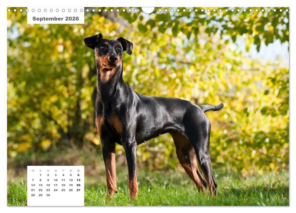 Bild: 9783516162608 | Rassehunde (Wandkalender 2026 DIN A3 quer), CALVENDO Monatskalender